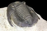 Cornuproetus Trilobite Fossil On Pedestal of Limestone #140804-4